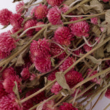 Gomphrena Flower, Dried, Super Grade, Natural Pink, 130g