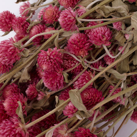 Gomphrena Flower, Dried, Super Grade, Natural Pink, 130g