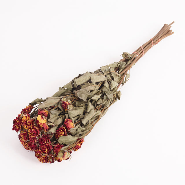 Dried Spray Roses, Fire Flash, Natural Red and Yellow in colour.  Image shows a full bunch of 10 stems.