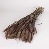 Setaria Red Jewel, (Foxtail Grass), Dried, Natural, Bunch