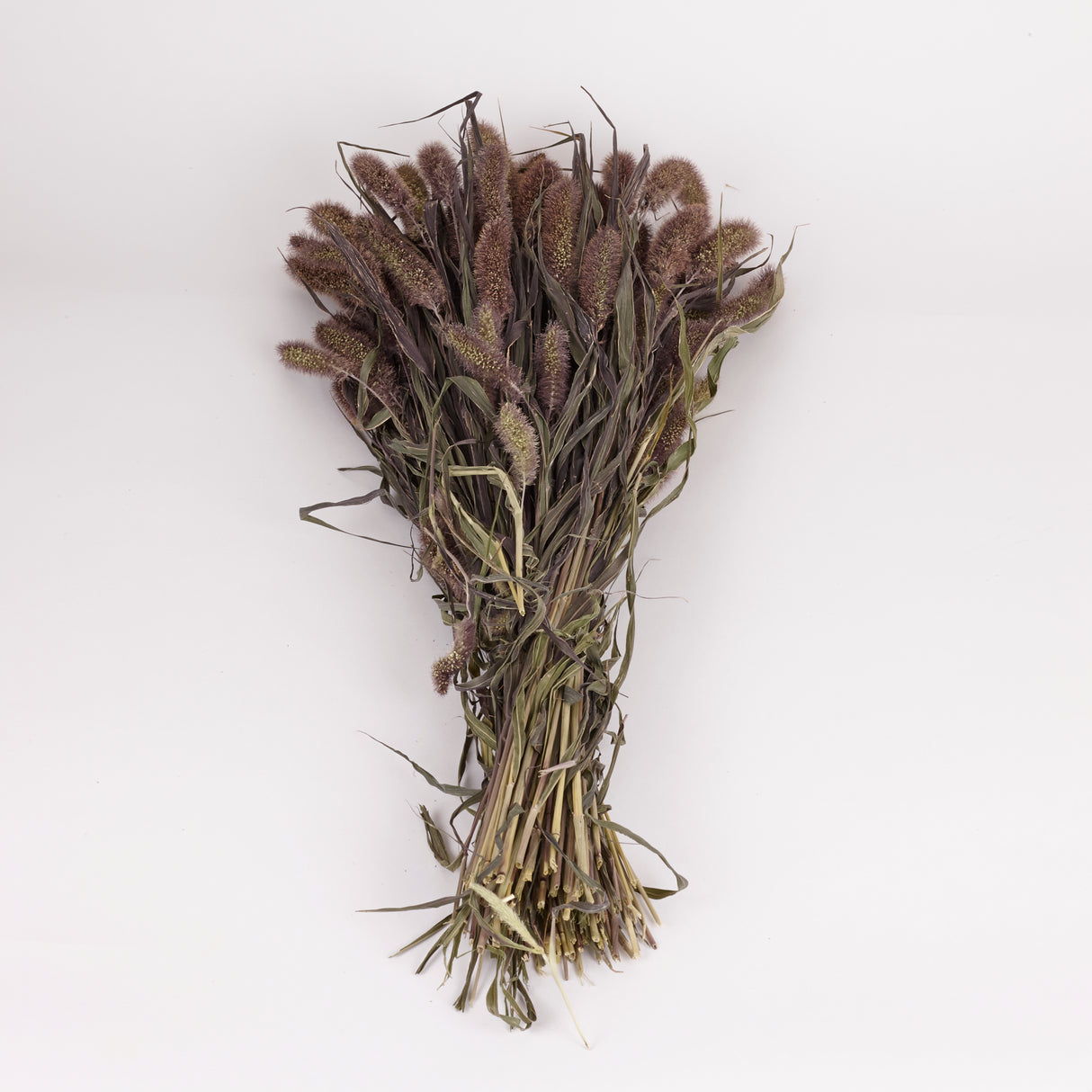 Setaria Red Jewel, (Foxtail Grass), Dried, Natural, Bunch