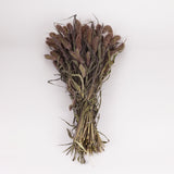 Setaria Red Jewel, (Foxtail Grass), Dried, Natural, Bunch