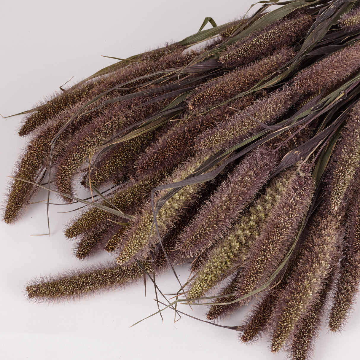 Setaria Red Jewel, (Foxtail Grass), Dried, Natural, Bunch