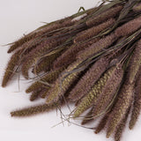 Setaria Red Jewel, (Foxtail Grass), Dried, Natural, Bunch