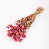 Gomphrena Flower, Natural Purple, Bunch