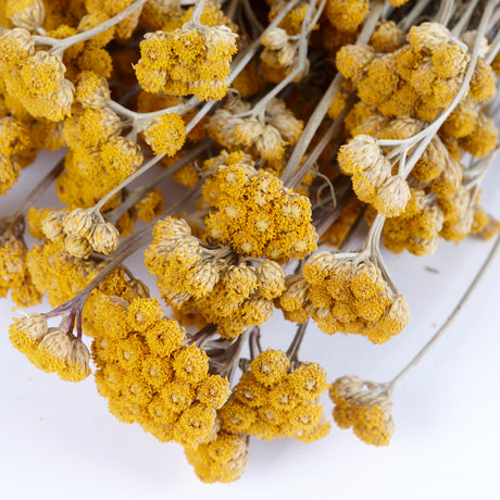 Lona, (ageratum), Natural Yellow, 40-45cm, Bunch