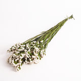 Statice Sinuata, Preserved, White