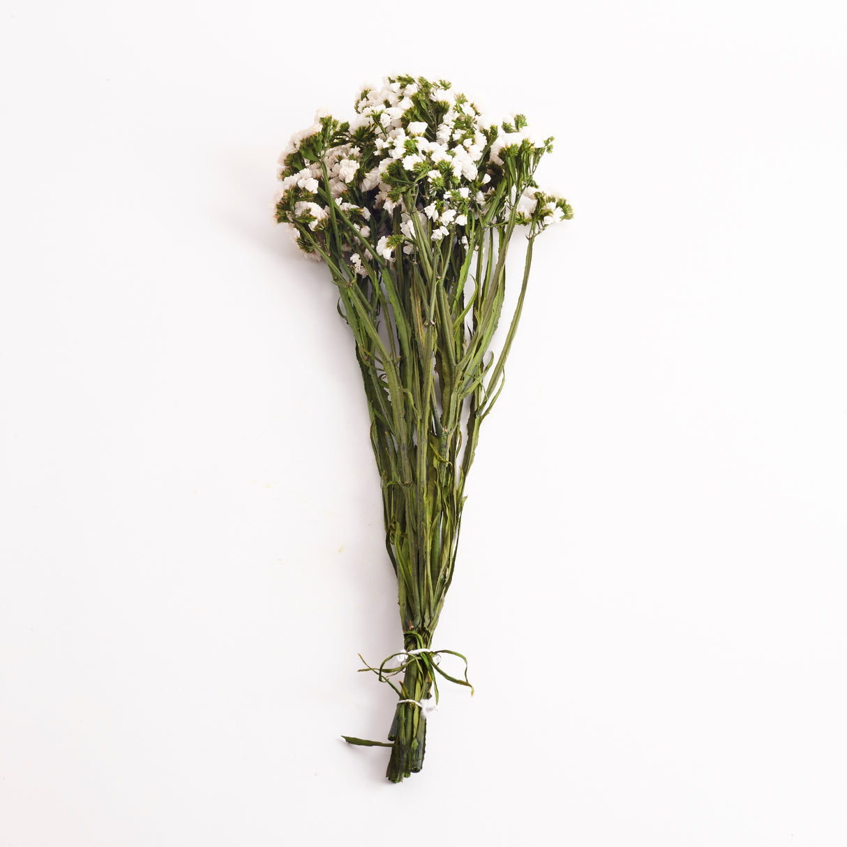 Statice Sinuata, Preserved, White
