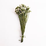 Statice Sinuata, Preserved, White
