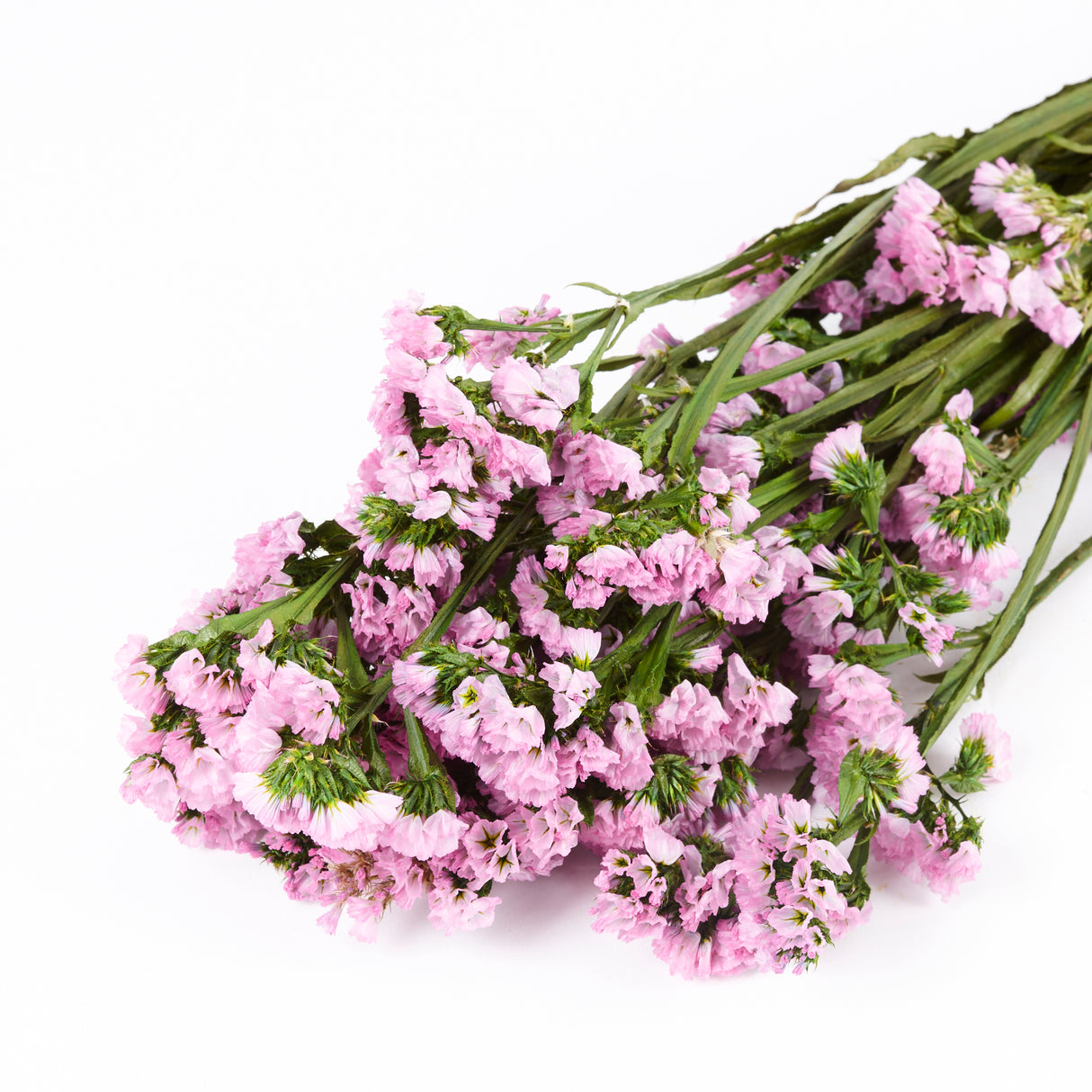 Statice Sinuata, Preserved, Pink