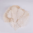 Image shows 5 x Bleached Caban Leaves