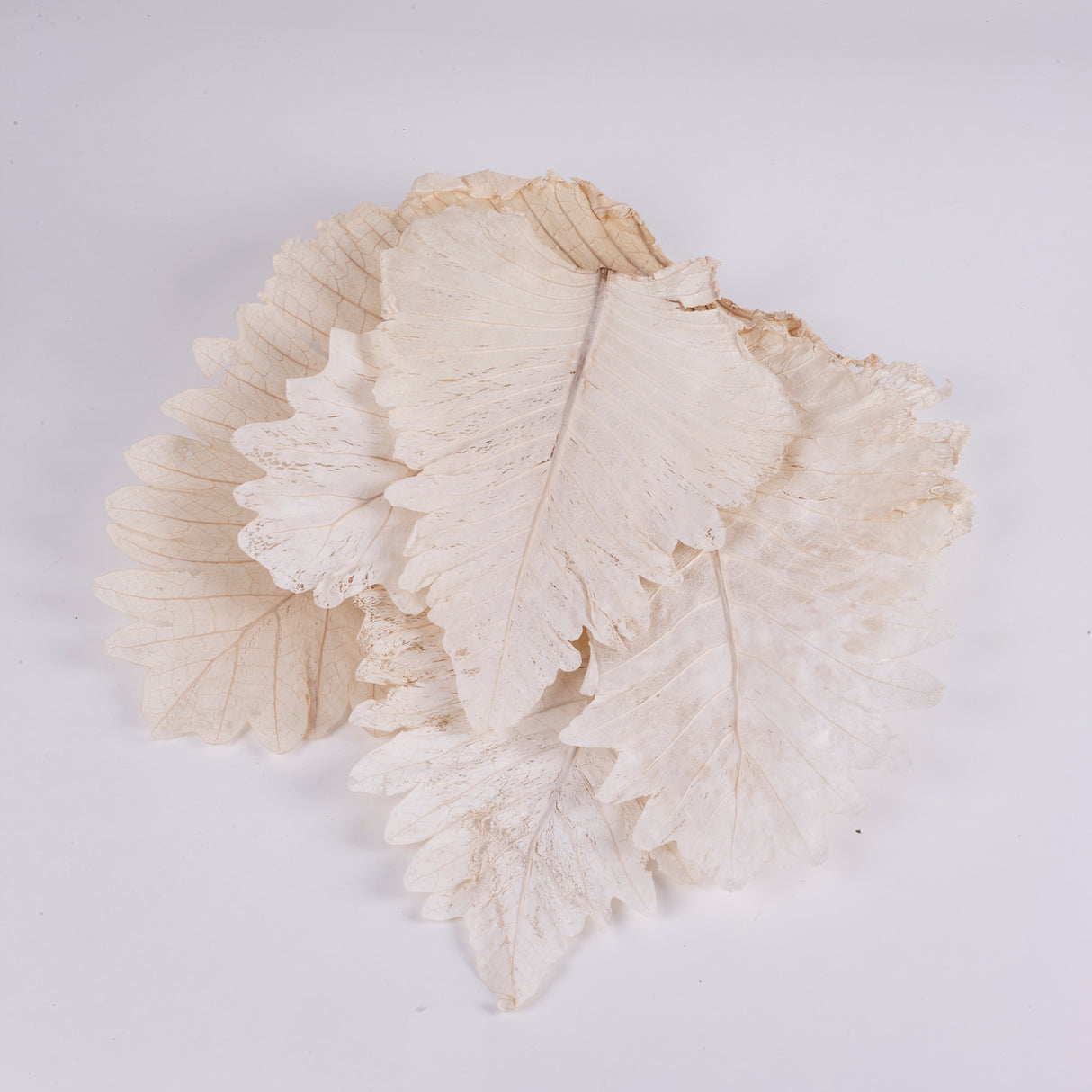 Image shows 5 x Bleached Caban Leaves