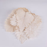 Image shows 5 x Bleached Caban Leaves