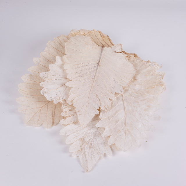 Image shows 5 x Bleached Caban Leaves