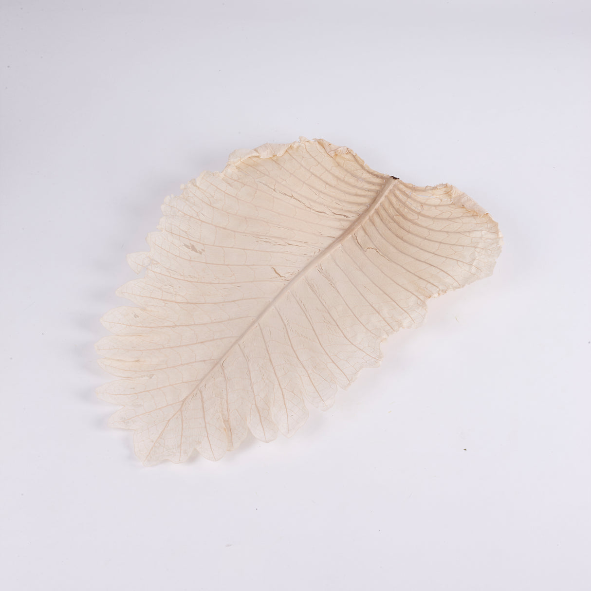 Caban Leaves, Bleached, Bunch x 5 Stems