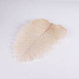 Caban Leaves, Bleached, Bunch x 5 Stems