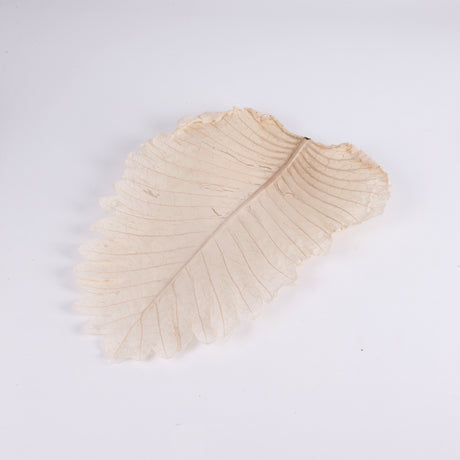 Caban Leaves, Bleached, Bunch x 5 Stems