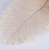 Caban Leaves, Bleached, Bunch x 5 Stems