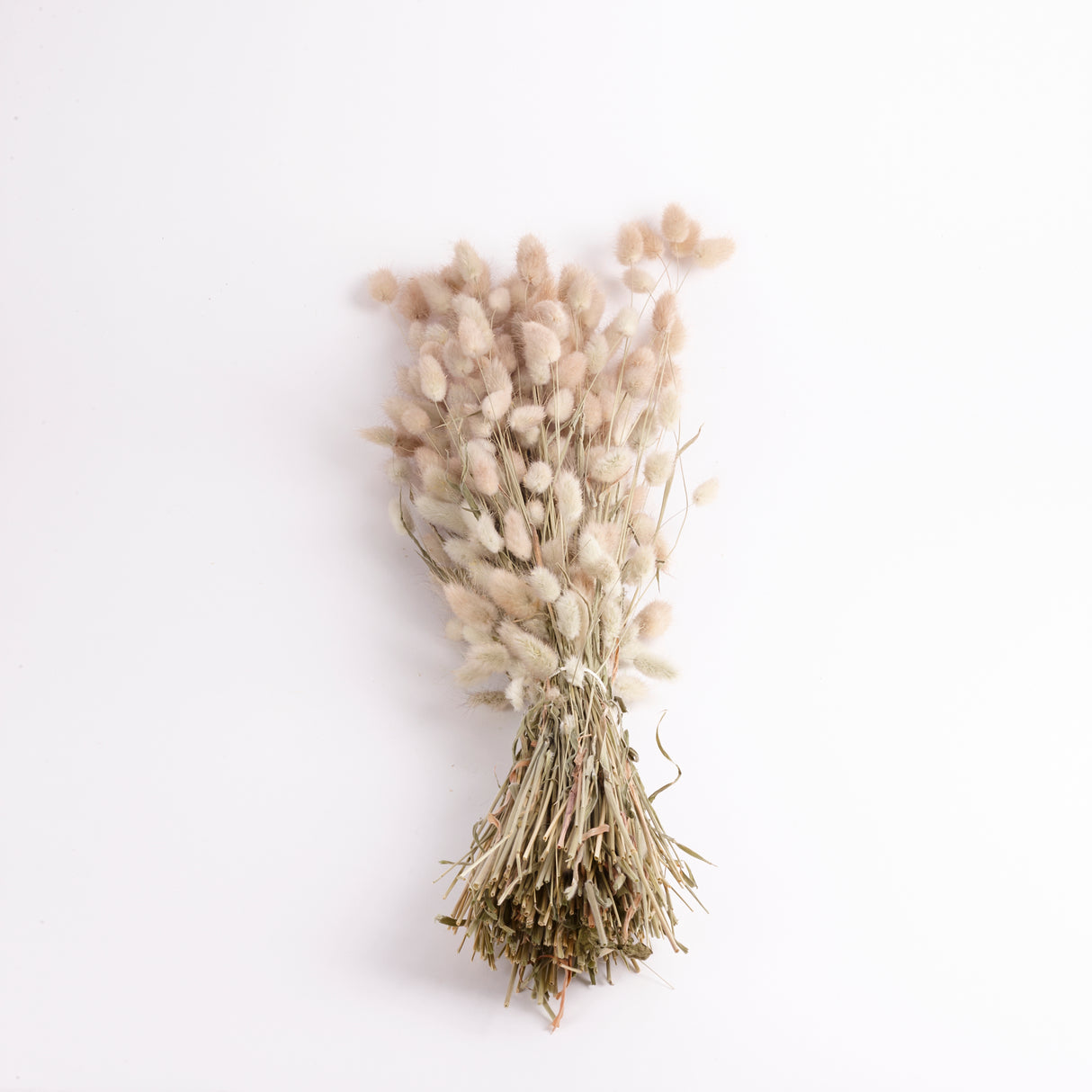 Lagurus, (Bunny Tails), Natural, Per Bunch