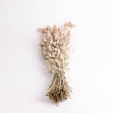 Lagurus, (Bunny Tails), Natural, Per Bunch