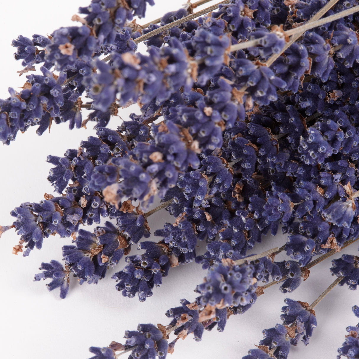 Lavender, Dried, Dark Blue, Per Bunch