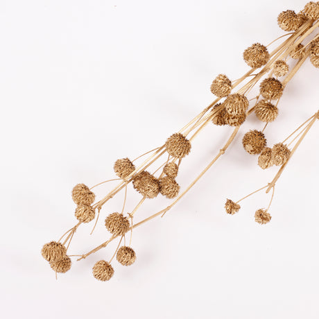 Calicarpa, Gold, Bunch, 70cm