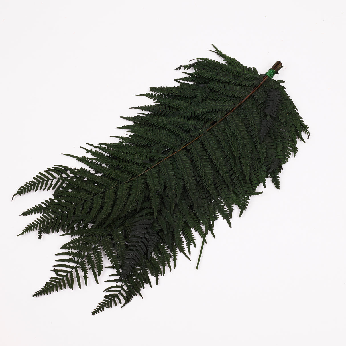 Fern, Mountain, Preserved, Green, Bunch x 10 Stems