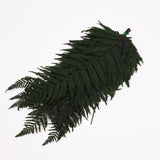Fern, Mountain, Preserved, Green, Bunch x 10 Stems