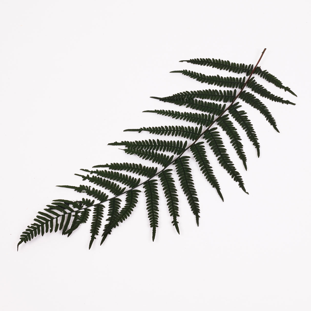 Fern, Mountain, Preserved, Green, Bunch x 10 Stems