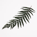 Fern, Mountain, Preserved, Green, Bunch x 10 Stems