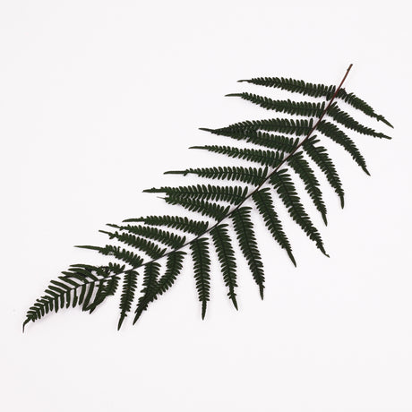 Fern, Mountain, Preserved, Green, Bunch x 10 Stems