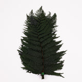 Fern, Mountain, Preserved, Green, Bunch x 10 Stems