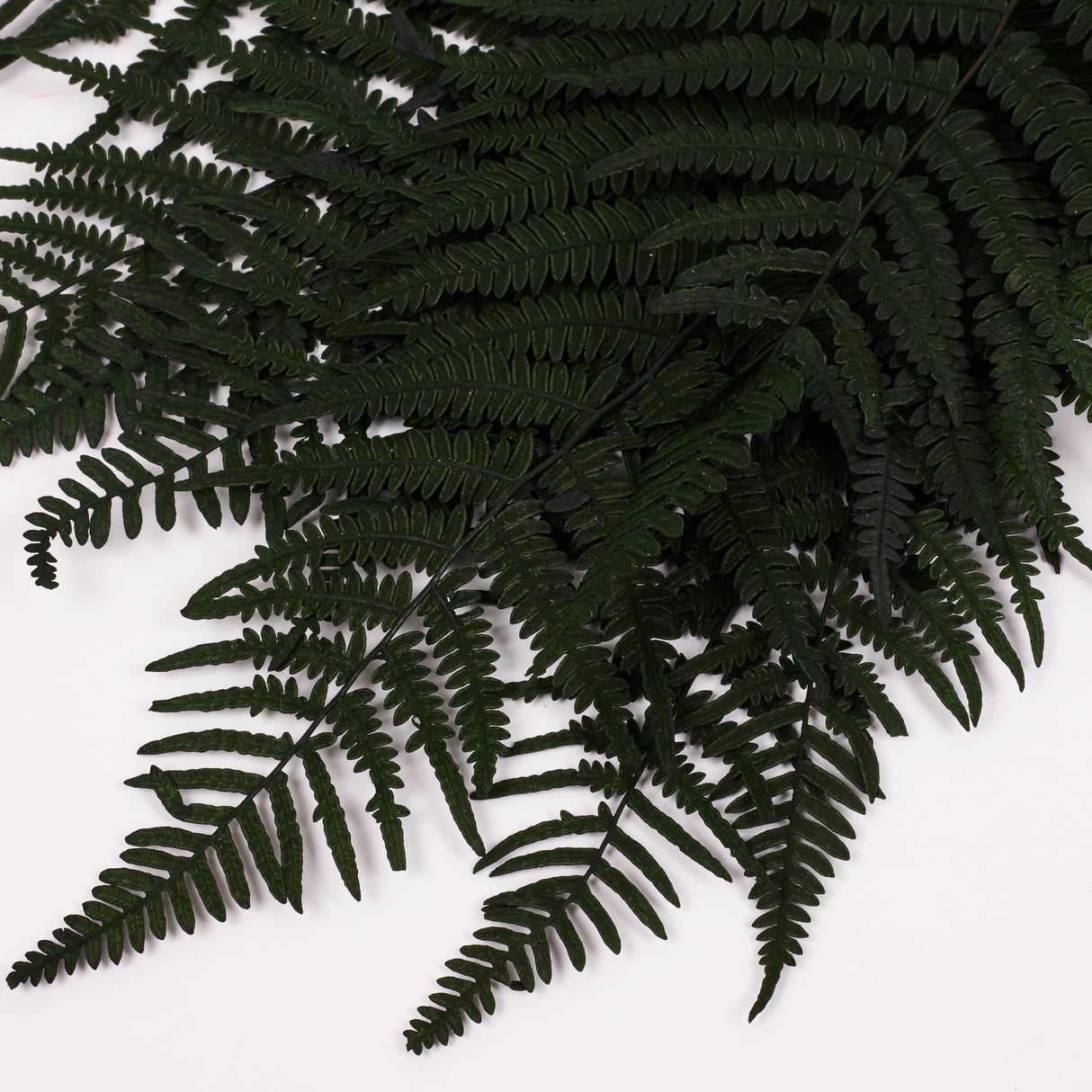 Fern, Mountain, Preserved, Green, Bunch x 10 Stems