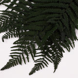 Fern, Mountain, Preserved, Green, Bunch x 10 Stems