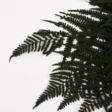 Fern, Mountain, Preserved, Green, Bunch x 10 Stems
