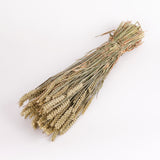 Wheat, (Tarwe), Dried, Natural Green