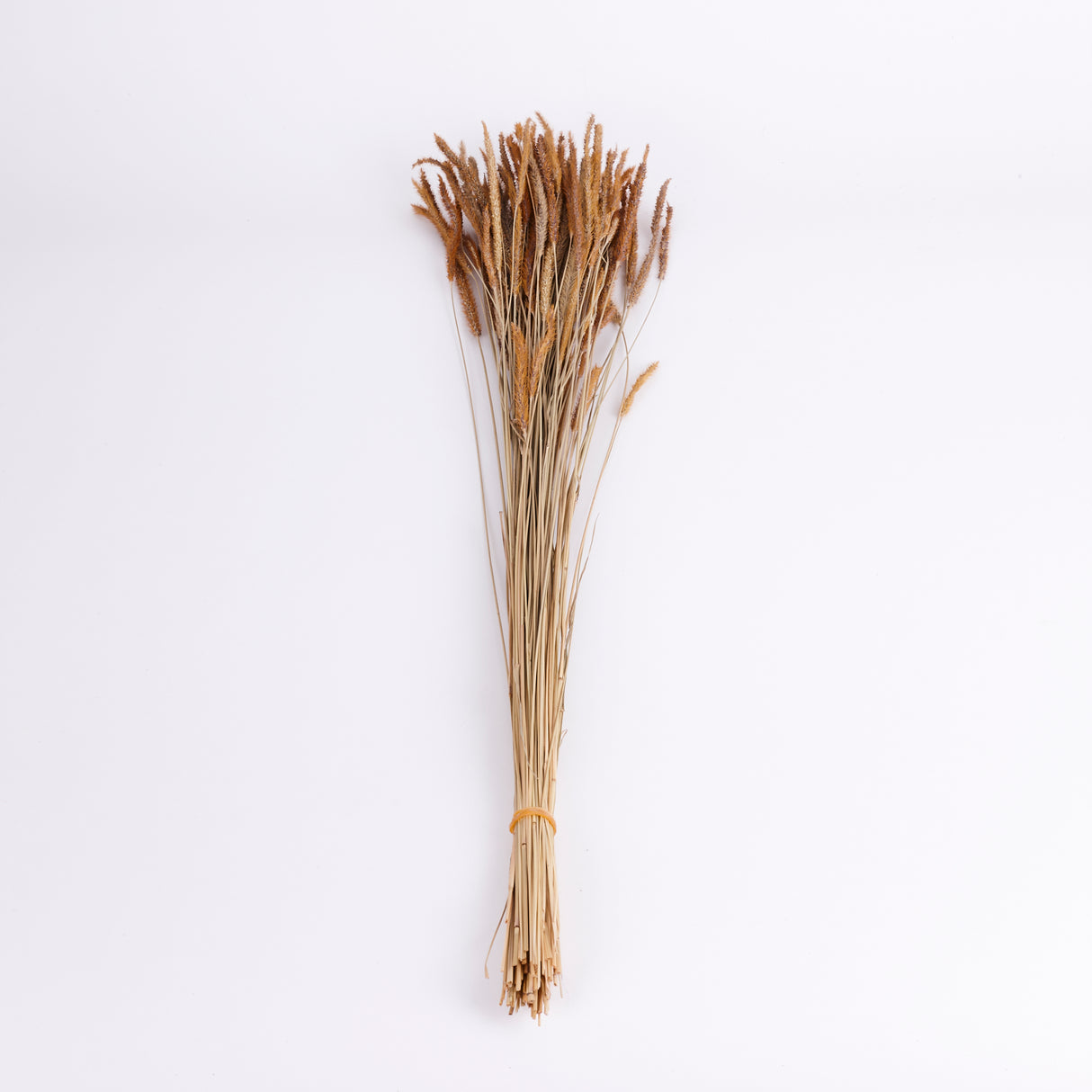 Carmen Grass, Dried, Natural Brown, 50g Bunch