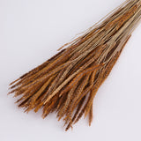 Carmen Grass, Dried, Natural Brown, 50g Bunch