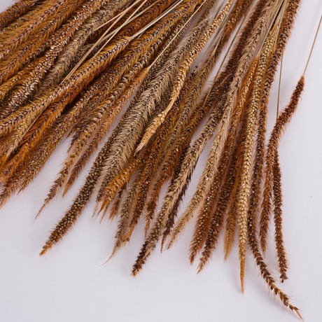 Carmen Grass, Dried, Natural Brown, 50g Bunch