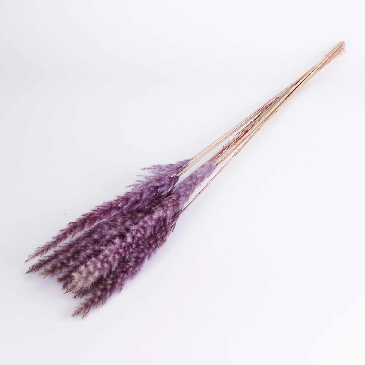 Pampas Silvy, Milka, 10 Stem Bunch