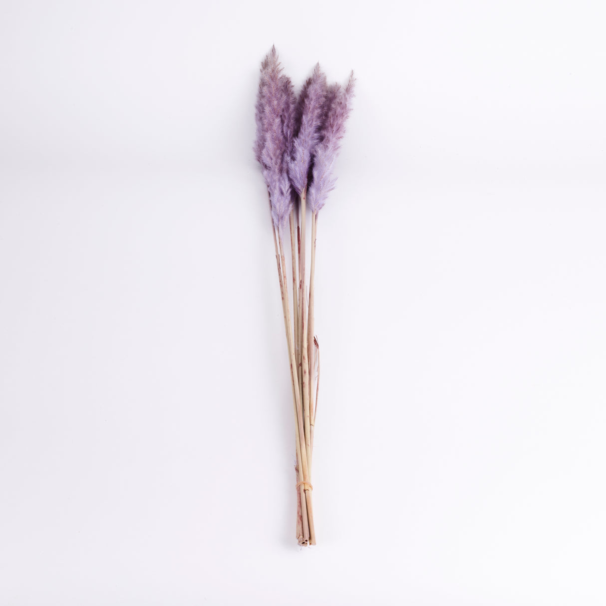 Pampas Silvy, Milka, 10 Stem Bunch