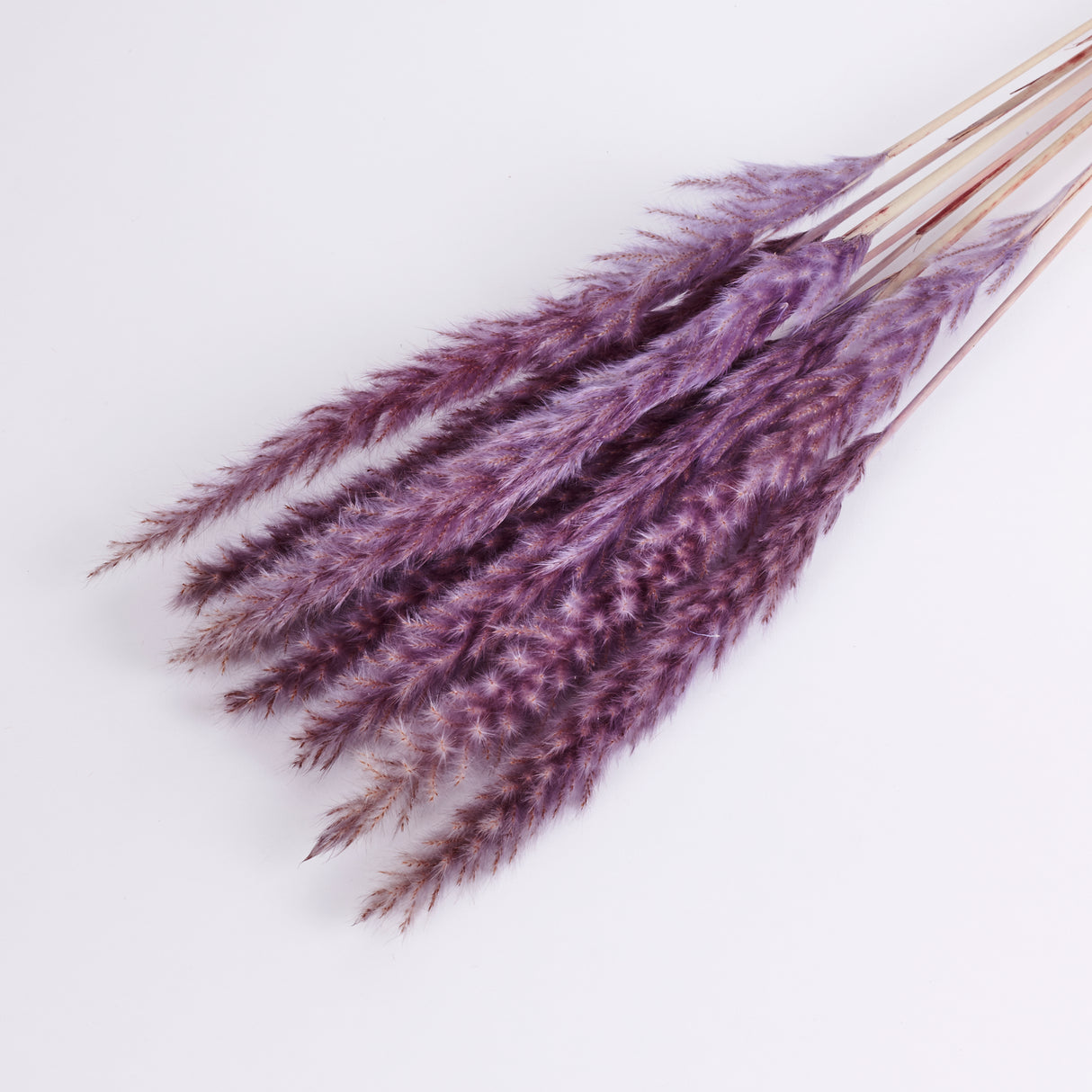 Pampas Silvy, Milka, 10 Stem Bunch