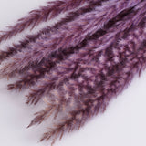 Pampas Silvy, Milka, 10 Stem Bunch