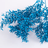 Ruscus, Preserved, Turquoise x 5 Stems