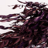 Ruscus, Soft, Milka, 100g Bunch
