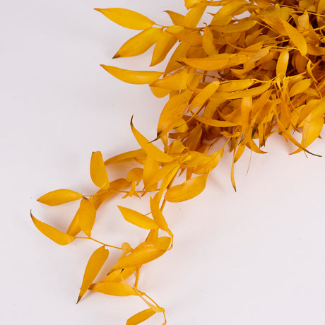 Ruscus, Soft, Yellow, 100g Bunch