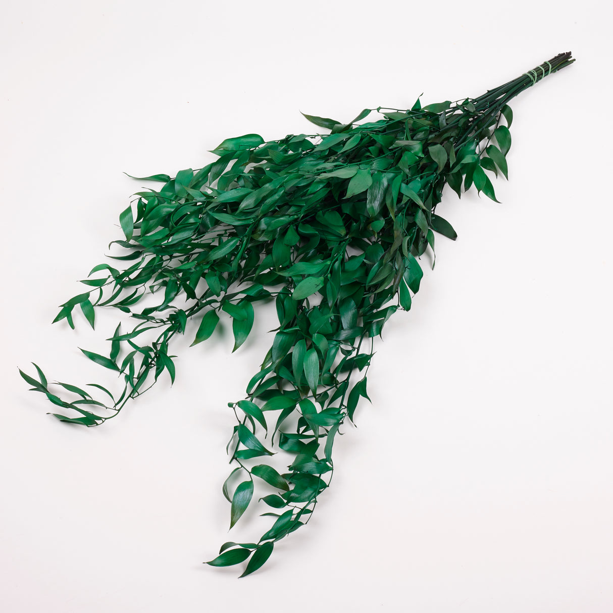 Ruscus, Soft, Pale Green, 100g Bunch