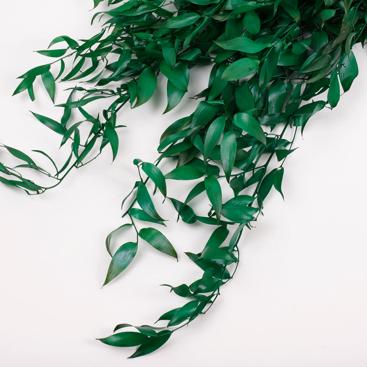 Ruscus, Soft, Pale Green, 100g Bunch
