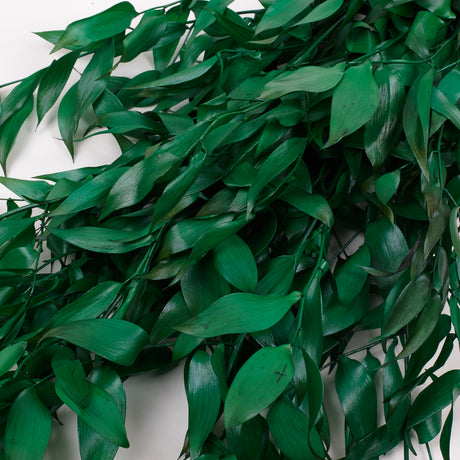 Ruscus, Soft, Pale Green, 100g Bunch