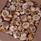 Helichrysum Heads, Dried, Natural White, per 1kg Box